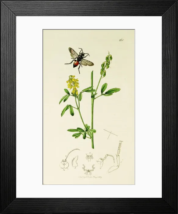Framed Print : Curtis British Entomology Plate 261 Framed Print : Curtis British Entomology Plate 261