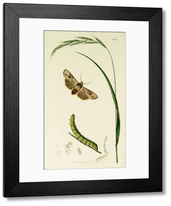 Framed Print : Curtis British Entomology Plate 256 Framed Print : Curtis British Entomology Plate 256