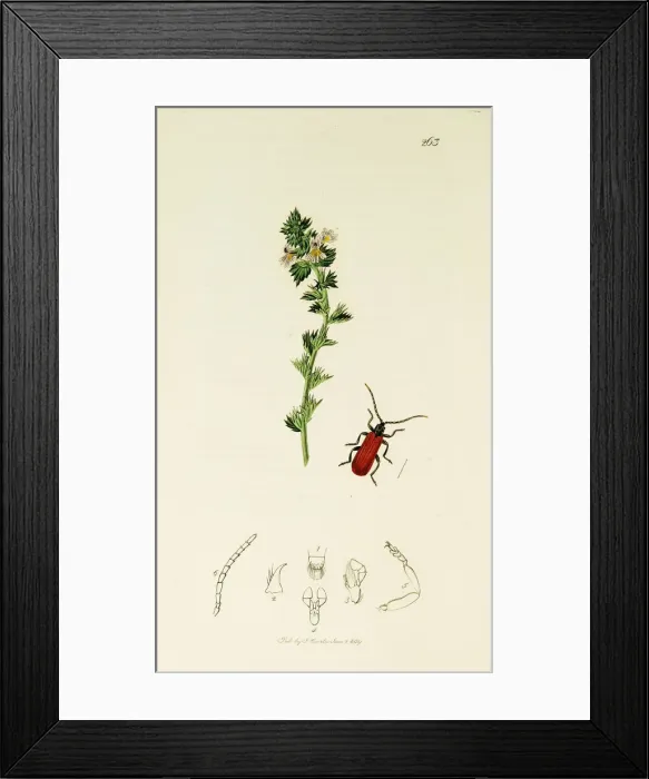 Framed Print : Curtis British Entomology Plate 263 Framed Print : Curtis British Entomology Plate 263