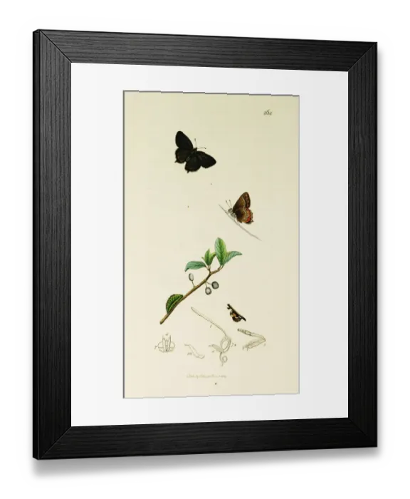 Framed Print : Curtis British Entomology Plate 264 Framed Print : Curtis British Entomology Plate 264