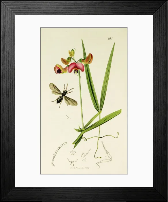 Framed Print : Curtis British Entomology Plate 265
