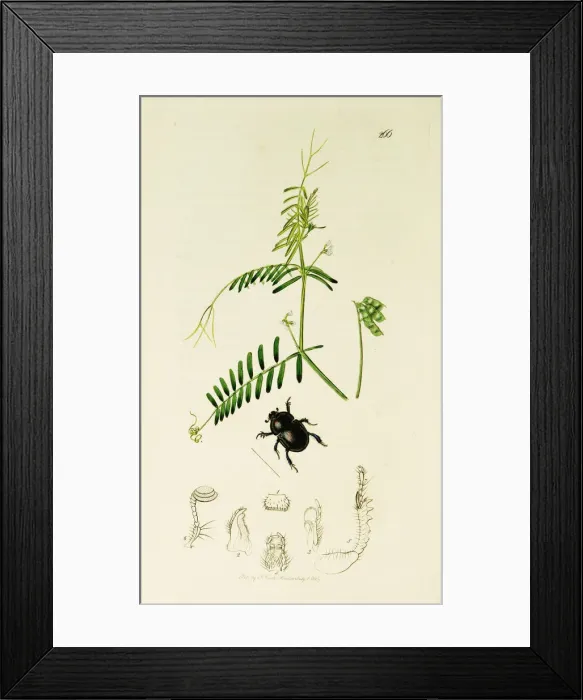 Framed Print : Curtis British Entomology Plate 266 Framed Print : Curtis British Entomology Plate 266