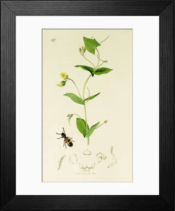 Framed Print : Curtis British Entomology Plate 267 Framed Print : Curtis British Entomology Plate 267