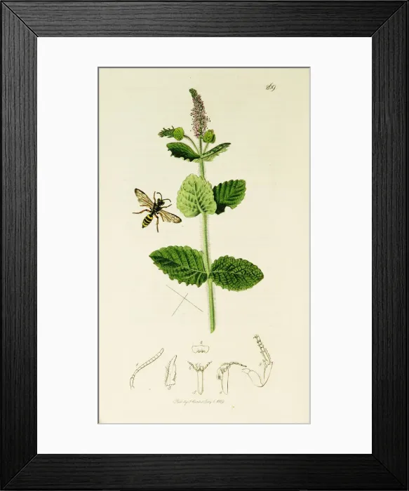 Framed Print : Curtis British Entomology Plate 269 Framed Print : Curtis British Entomology Plate 269