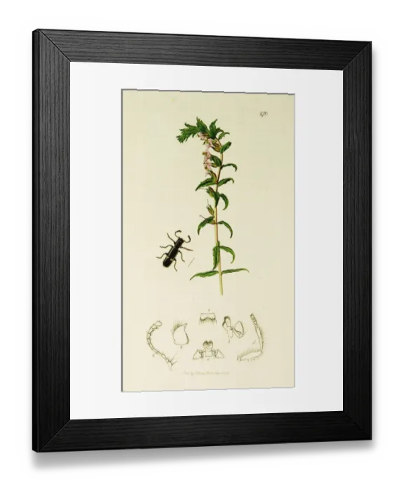 Framed Print : Curtis British Entomology Plate 270 Framed Print : Curtis British Entomology Plate 270