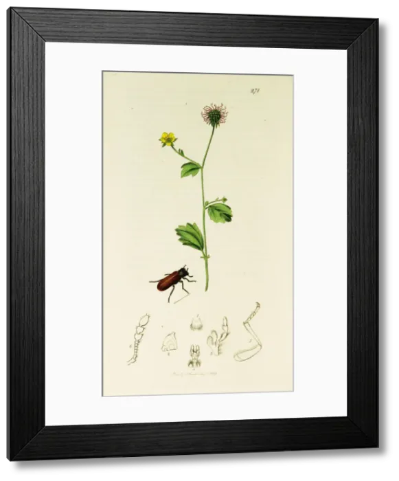 Framed Print : Curtis British Entomology Plate 271 Framed Print : Curtis British Entomology Plate 271