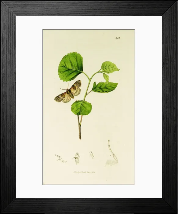 Framed Print : Curtis British Entomology Plate 272 Framed Print : Curtis British Entomology Plate 272