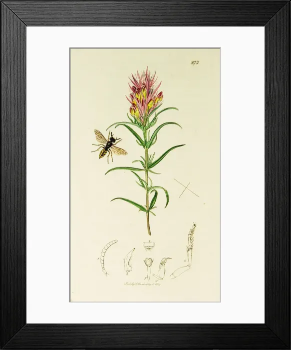 Framed Print : Curtis British Entomology Plate 273 Framed Print : Curtis British Entomology Plate 273