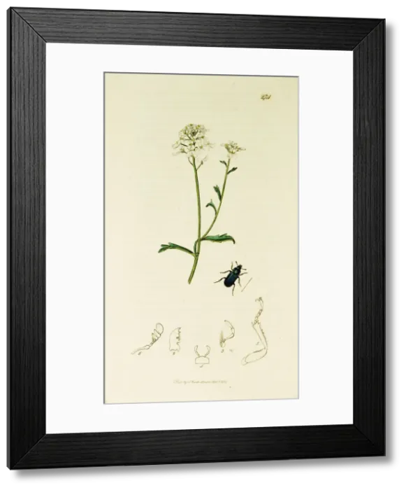Framed Print : Curtis British Entomology Plate 274 Framed Print : Curtis British Entomology Plate 274