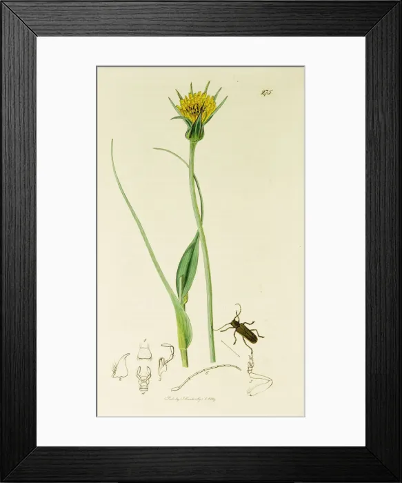 Framed Print : Curtis British Entomology Plate 275 Framed Print : Curtis British Entomology Plate 275