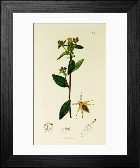 Framed Print : Curtis British Entomology Plate 277 Framed Print : Curtis British Entomology Plate 277