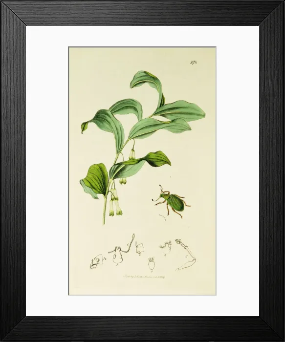 Framed Print : Curtis British Entomology Plate 278 Framed Print : Curtis British Entomology Plate 278