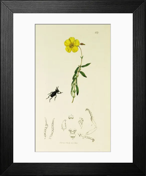 Framed Print : Curtis British Entomology Plate 279 Framed Print : Curtis British Entomology Plate 279