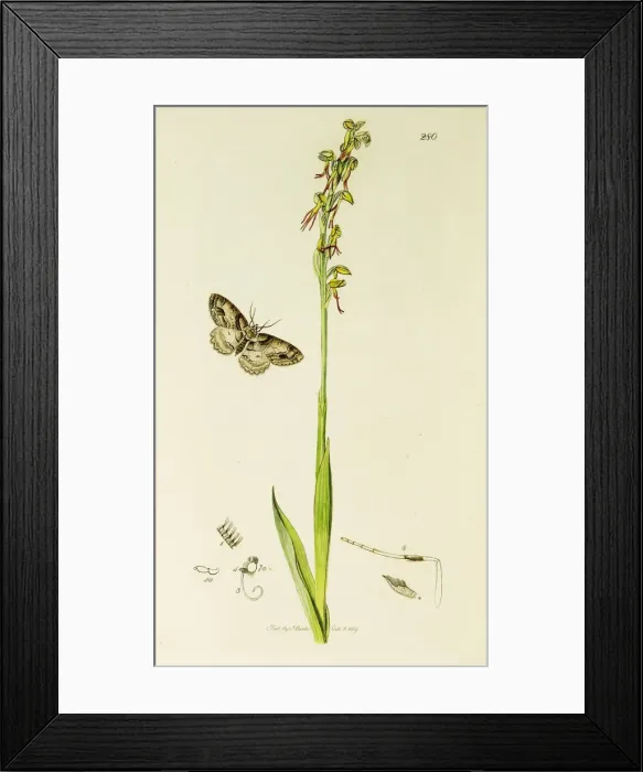 Framed Print : Curtis British Entomology Plate 280 Framed Print : Curtis British Entomology Plate 280