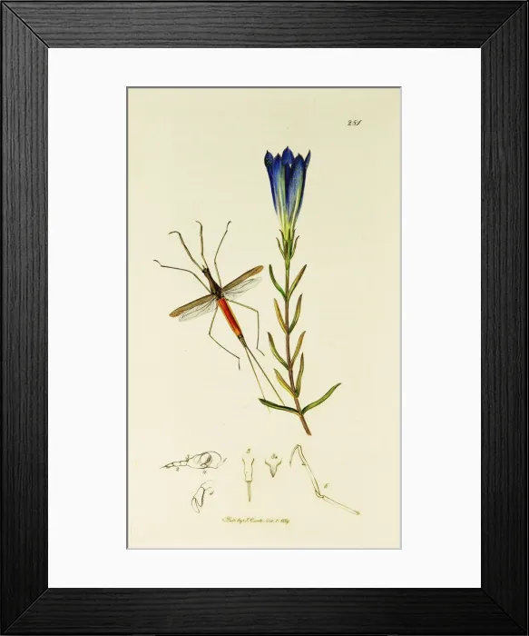 Framed Print : Curtis British Entomology Plate 281 Framed Print : Curtis British Entomology Plate 281