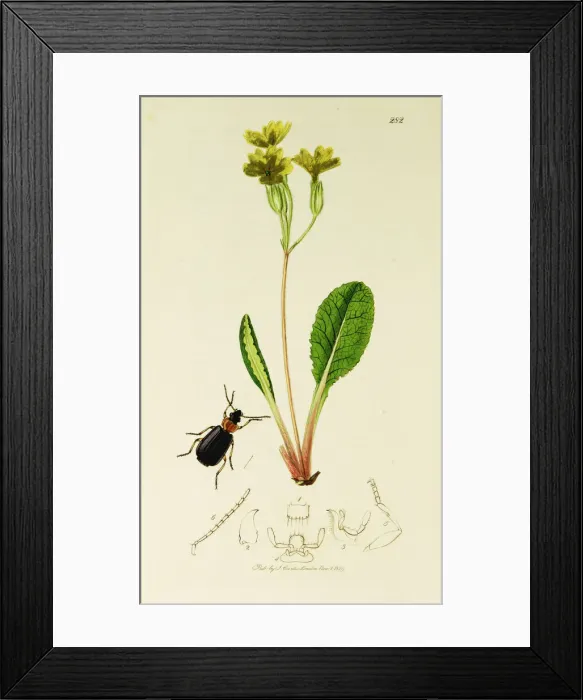 Framed Print : Curtis British Entomology Plate 282 Framed Print : Curtis British Entomology Plate 282