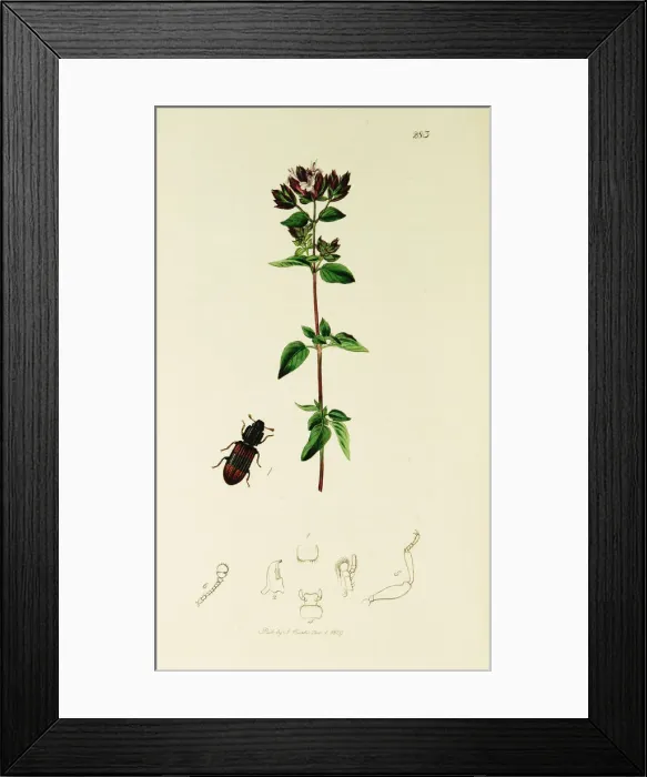 Framed Print : Curtis British Entomology Plate 283 Framed Print : Curtis British Entomology Plate 283