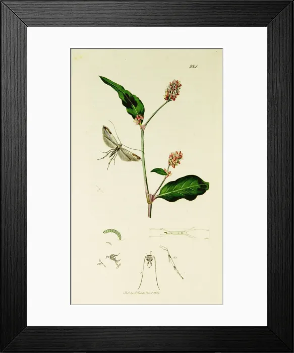 Framed Print : Curtis British Entomology Plate 284 Framed Print : Curtis British Entomology Plate 284