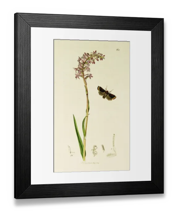 Framed Print : Curtis British Entomology Plate 268 Framed Print : Curtis British Entomology Plate 268