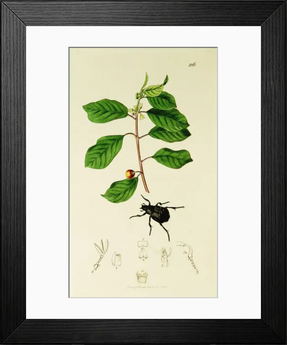 Framed Print : Curtis British Entomology Plate 286 Framed Print : Curtis British Entomology Plate 286