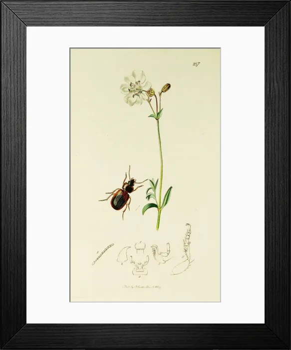 Framed Print : Curtis British Entomology Plate 287 Framed Print : Curtis British Entomology Plate 287
