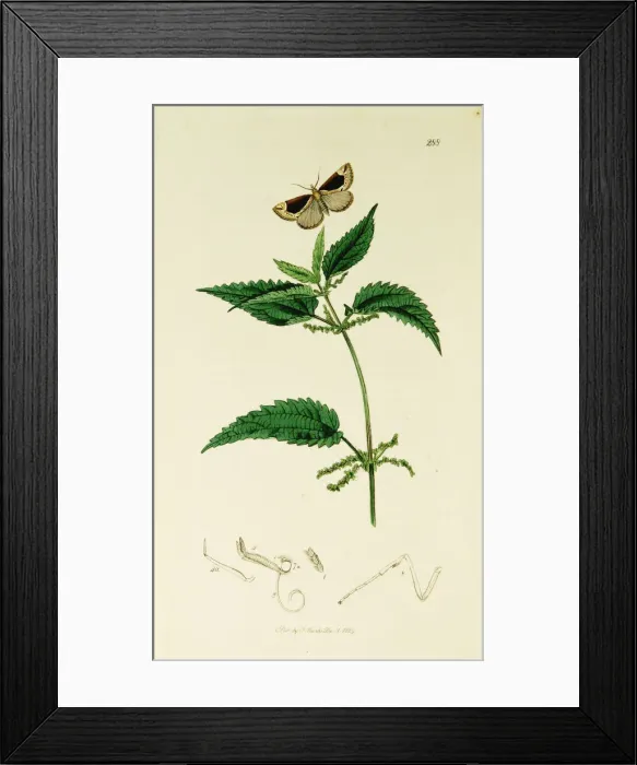 Framed Print : Curtis British Entomology Plate 288 Framed Print : Curtis British Entomology Plate 288
