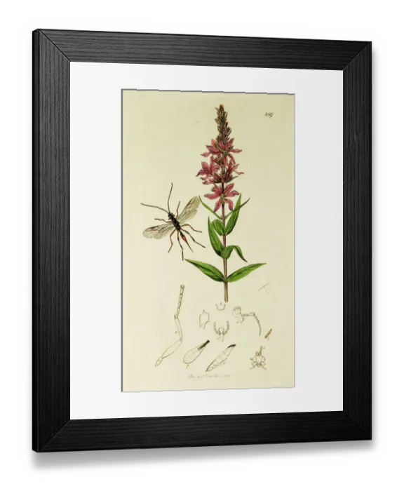 Framed Print : Curtis British Entomology Plate 289 Framed Print : Curtis British Entomology Plate 289