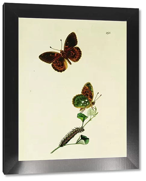 Curtis British Entomology Plate 290