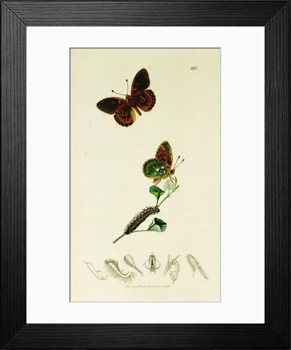 Framed Print : Curtis British Entomology Plate 290 Framed Print : Curtis British Entomology Plate 290