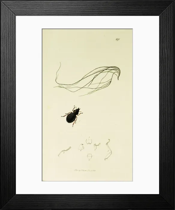 Framed Print : Curtis British Entomology Plate 291 Framed Print : Curtis British Entomology Plate 291