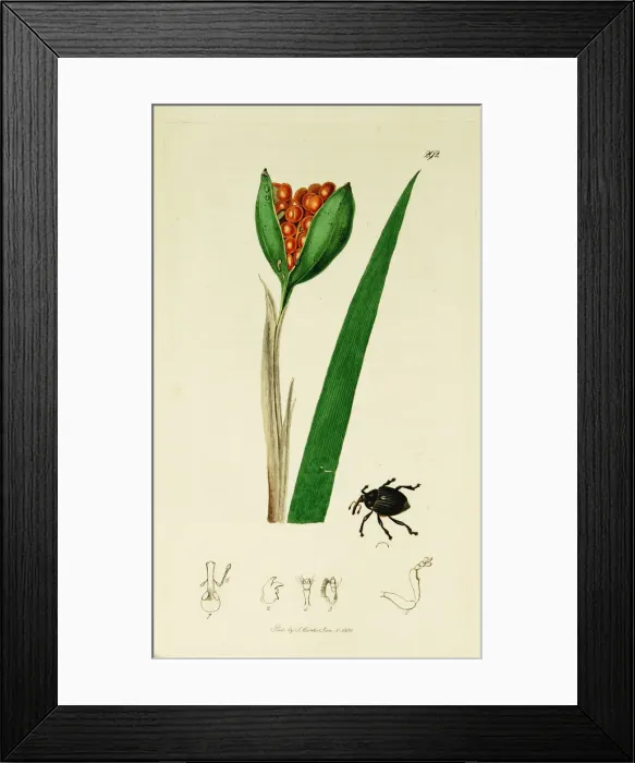 Framed Print : Curtis British Entomology Plate 292 Framed Print : Curtis British Entomology Plate 292