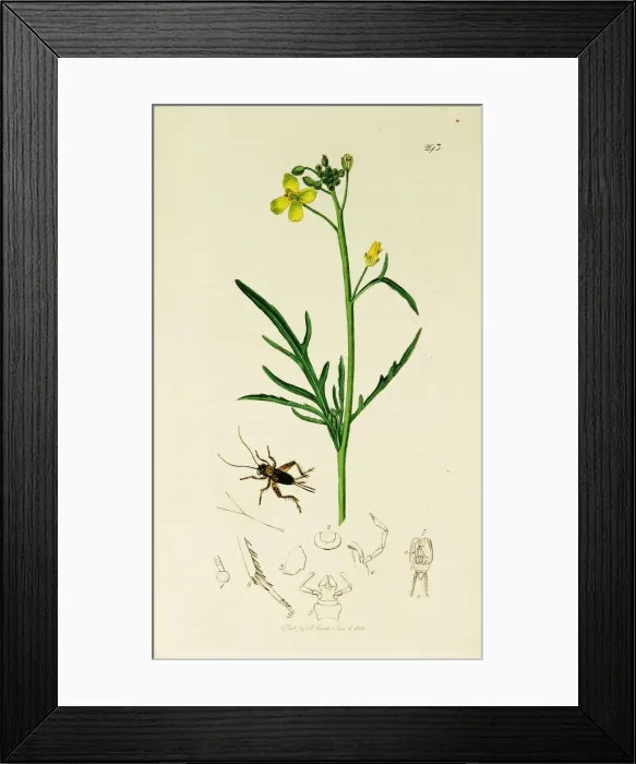 Framed Print : Curtis British Entomology Plate 293 Framed Print : Curtis British Entomology Plate 293