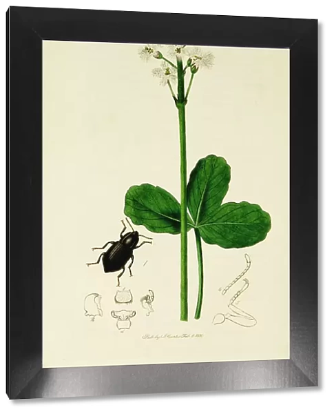 Curtis British Entomology Plate 294