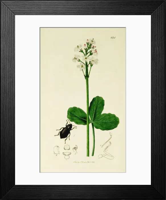 Framed Print : Curtis British Entomology Plate 294 Framed Print : Curtis British Entomology Plate 294