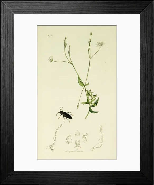 Framed Print : Curtis British Entomology Plate 295 Framed Print : Curtis British Entomology Plate 295