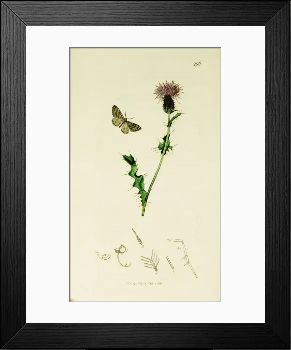 Framed Print : Curtis British Entomology Plate 296 Framed Print : Curtis British Entomology Plate 296