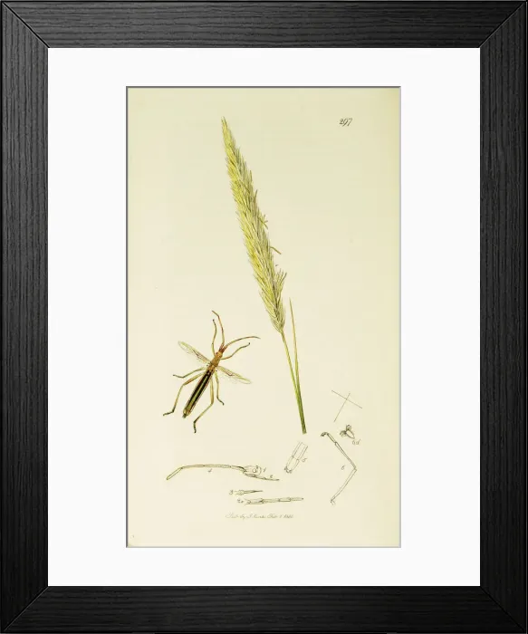 Framed Print : Curtis British Entomology Plate 297 Framed Print : Curtis British Entomology Plate 297