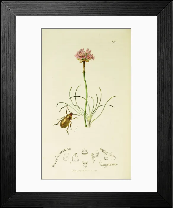 Framed Print : Curtis British Entomology Plate 298 Framed Print : Curtis British Entomology Plate 298