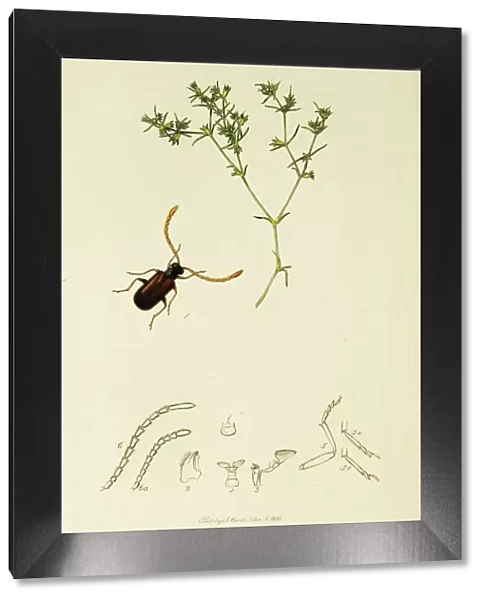 Curtis British Entomology Plate 299