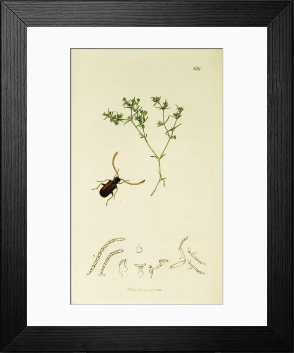 Framed Print : Curtis British Entomology Plate 299 Framed Print : Curtis British Entomology Plate 299