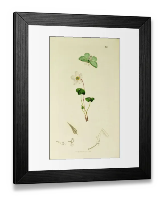 Framed Print : Curtis British Entomology Plate 300 Framed Print : Curtis British Entomology Plate 300