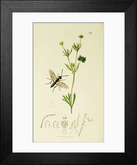 Framed Print : Curtis British Entomology Plate 301 Framed Print : Curtis British Entomology Plate 301