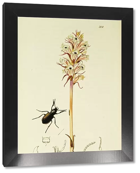 Curtis British Entomology Plate 302