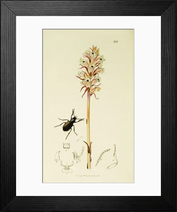 Framed Print : Curtis British Entomology Plate 302