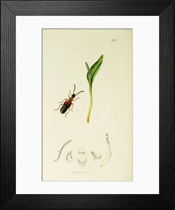Framed Print : Curtis British Entomology Plate 303 Framed Print : Curtis British Entomology Plate 303