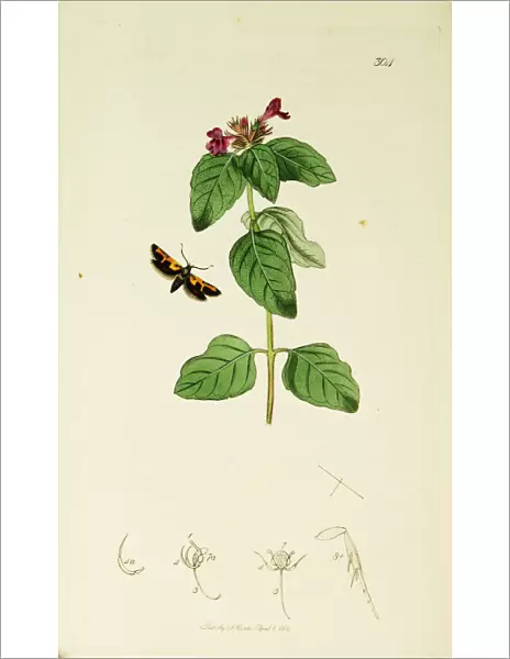 Curtis British Entomology Plate 304