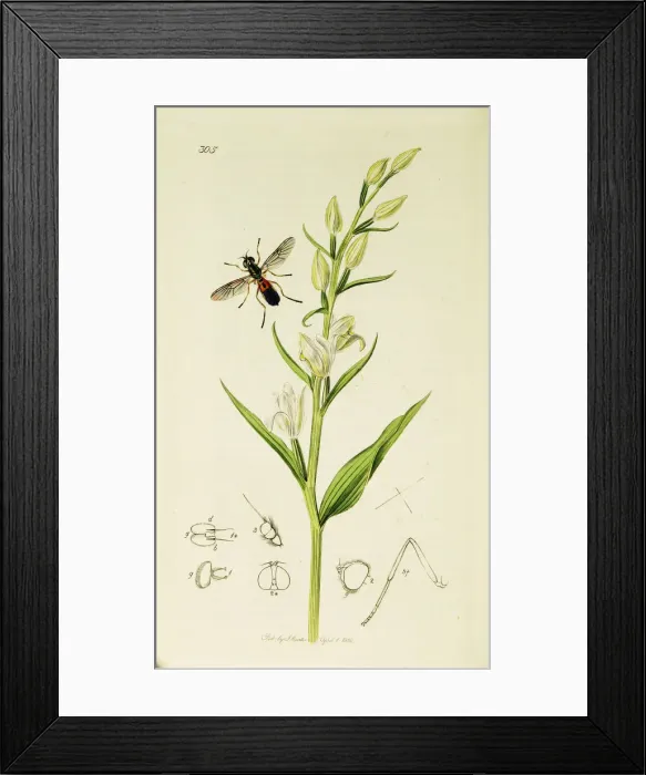 Framed Print : Curtis British Entomology Plate 305 Framed Print : Curtis British Entomology Plate 305