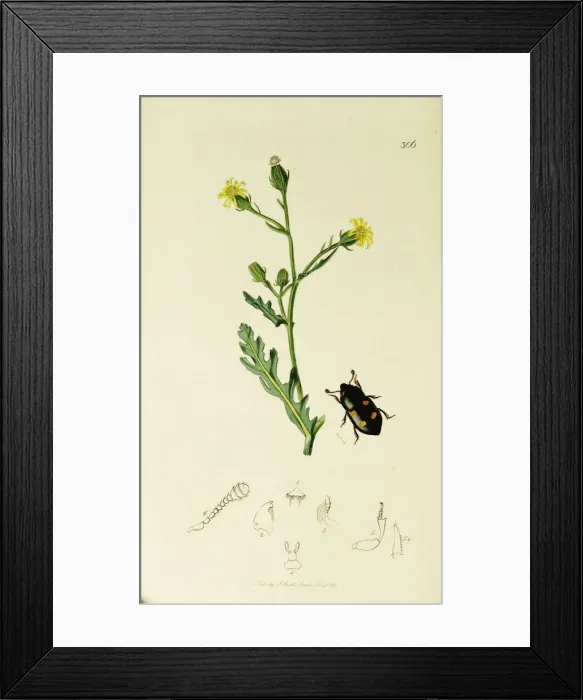 Framed Print : Curtis British Entomology Plate 306 Framed Print : Curtis British Entomology Plate 306