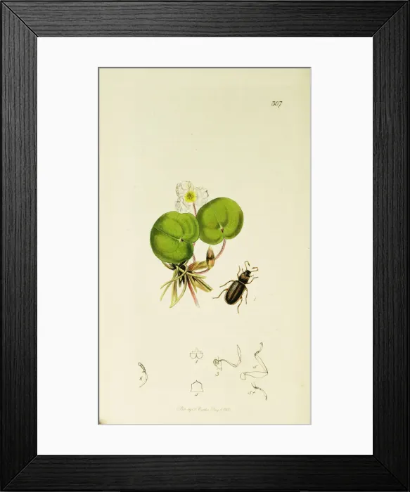 Framed Print : Curtis British Entomology Plate 307 Framed Print : Curtis British Entomology Plate 307