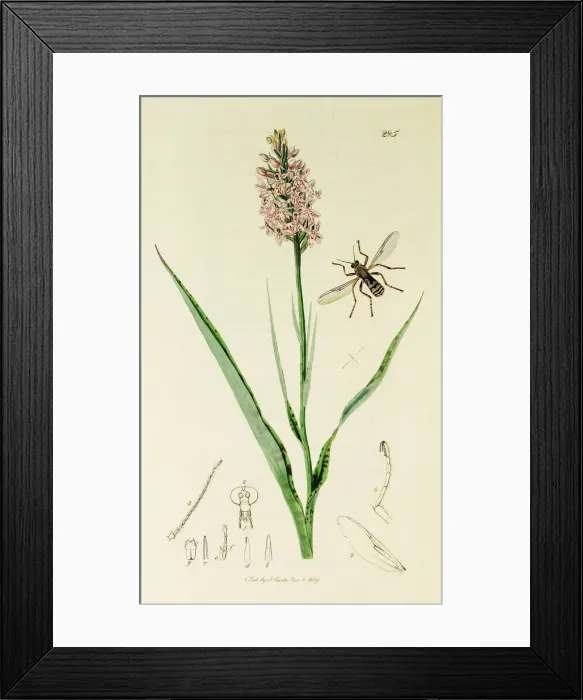 Framed Print : Curtis British Entomology Plate 285 Framed Print : Curtis British Entomology Plate 285